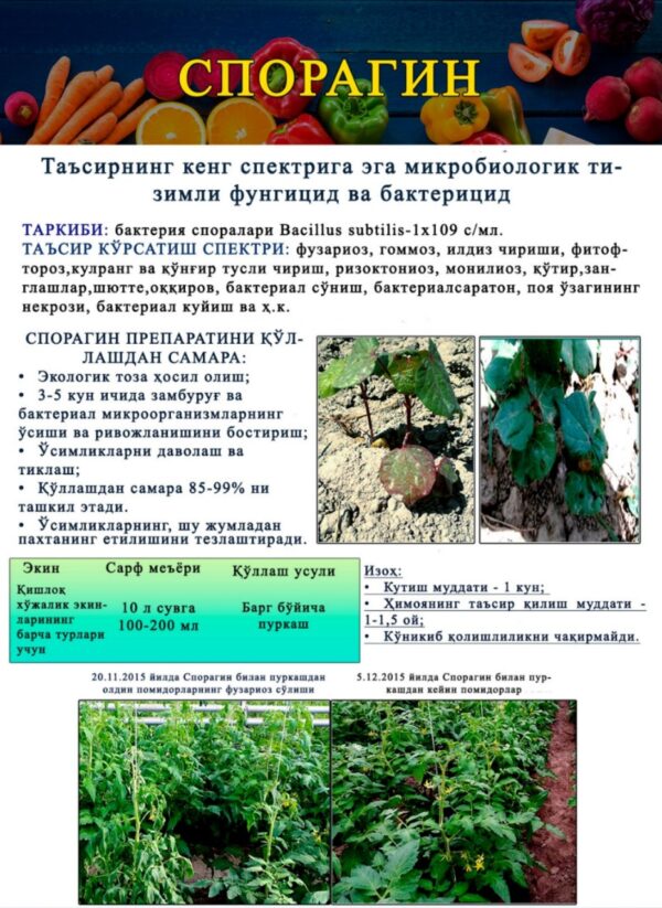 SPORAGIN - Image 2